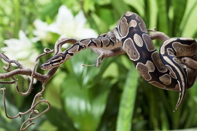 Adopt A Python