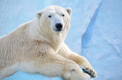 Adopt A Polar Bear