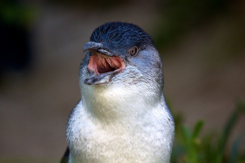 Adopt A Fairy Penguin