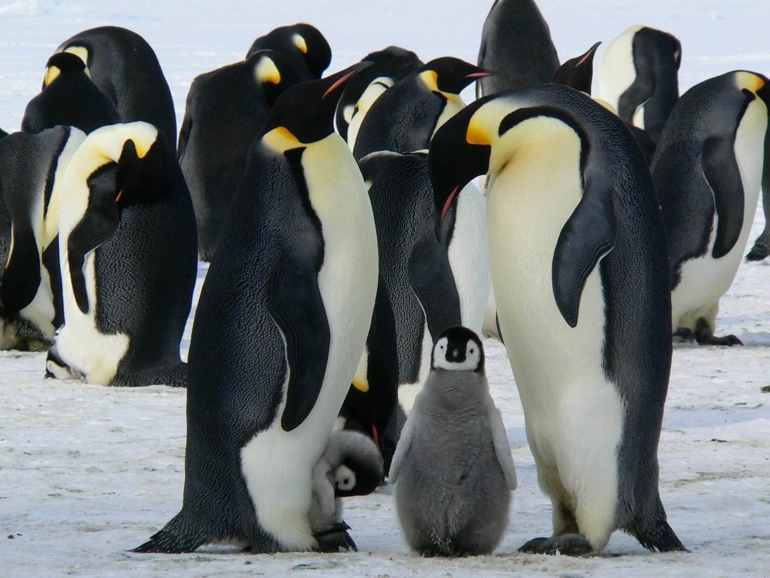 Adopt An Emperor Penguin
