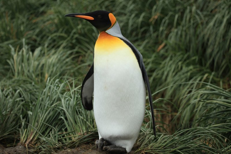 Adopt A King Penguin