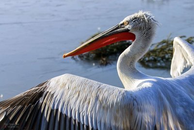 Adopt A Pelican