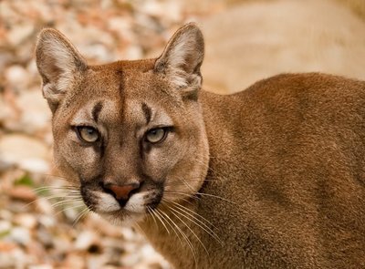 Adopt A Panther