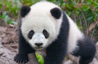 Adopt A Panda