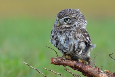 Adopt An Owl