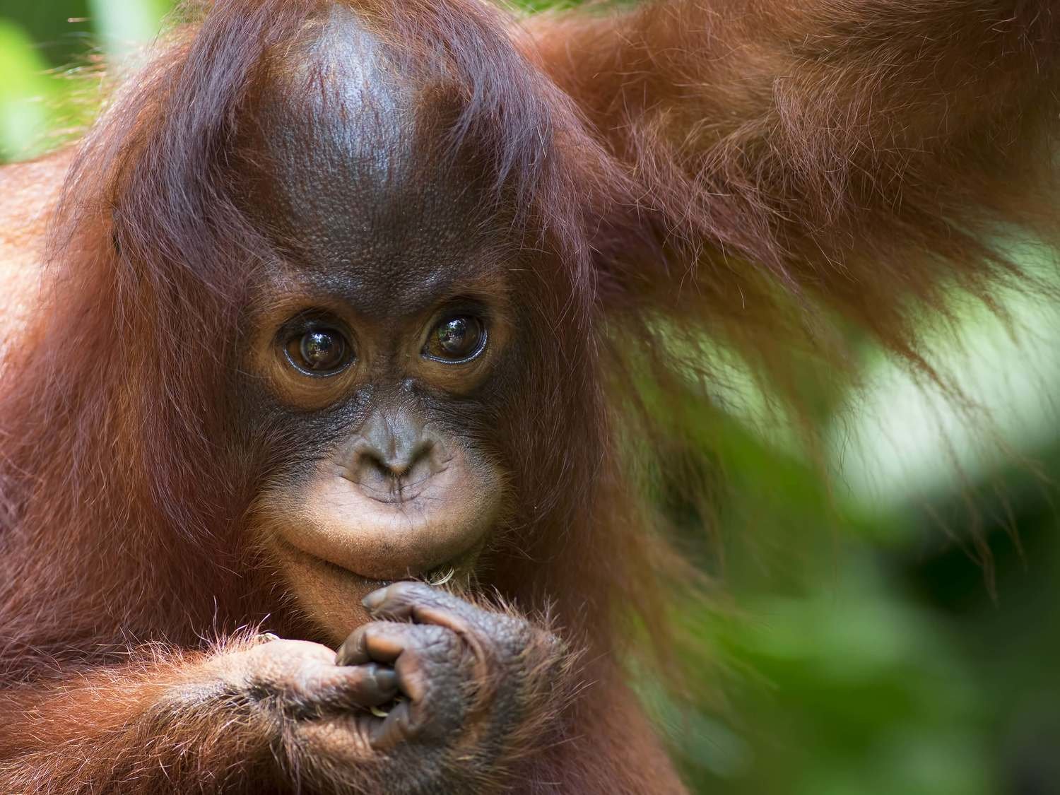 Adopt An Orangutan