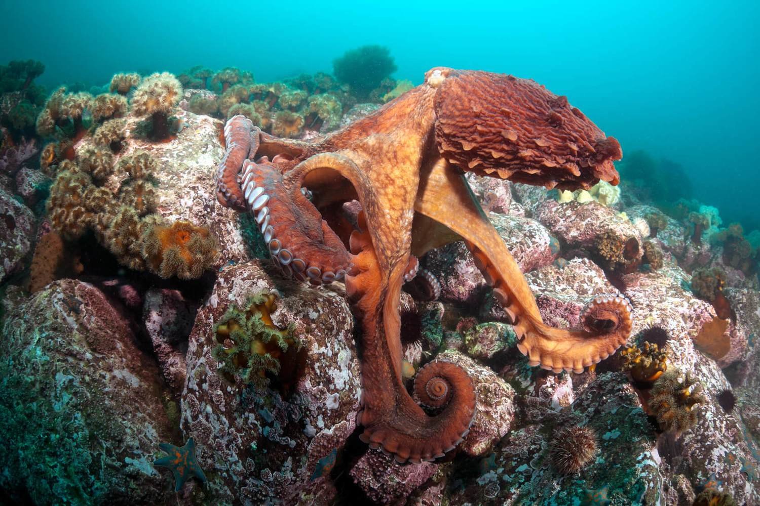 Adopt An Octopus