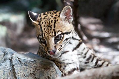 Adopt An Ocelot