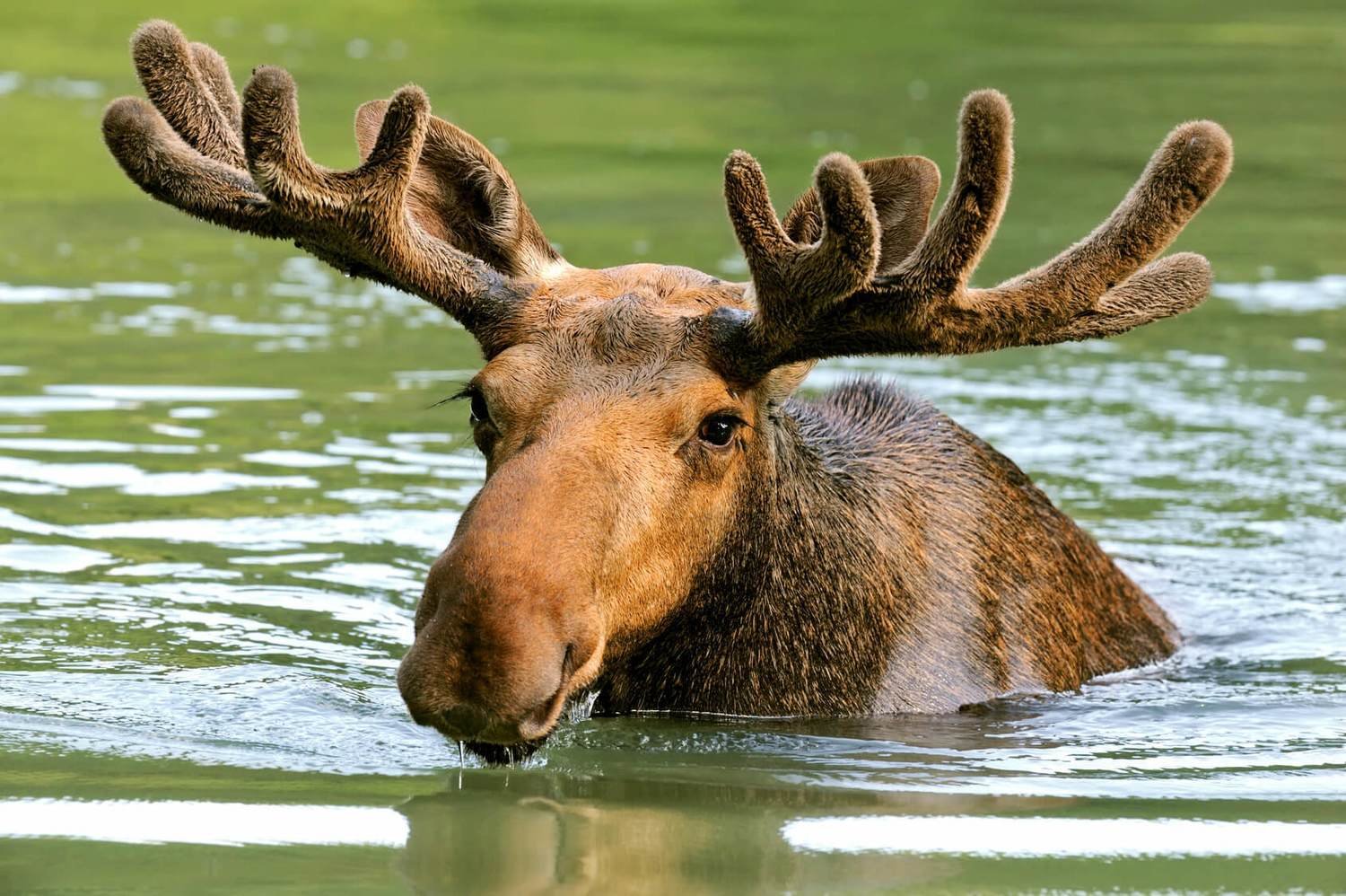 Adopt A Moose