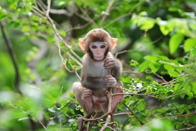 Adopt A Monkey