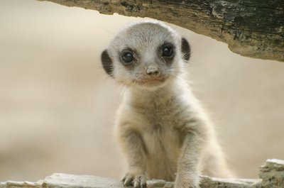 Adopt A Meerkat