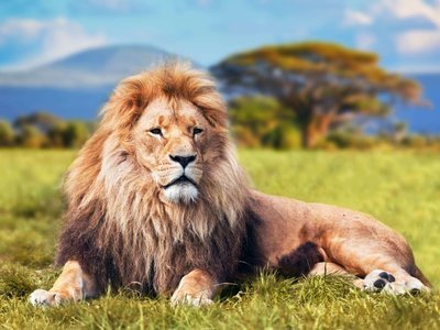 Adopt A Lion