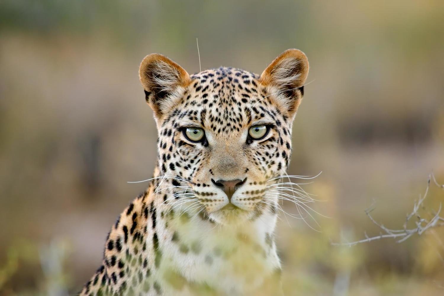 Adopt A Leopard