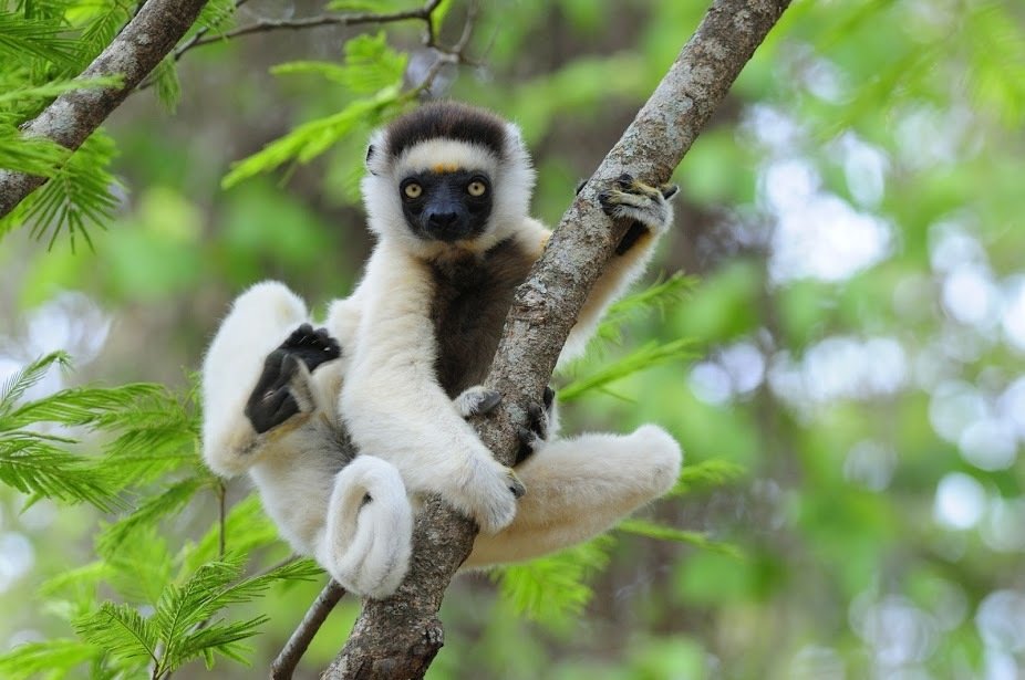 Adopt A Lemur
