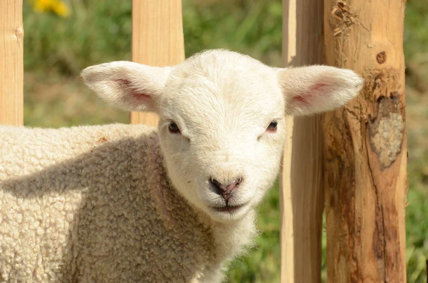 Adopt A Lamb