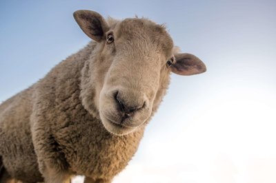 Adopt A Sheep