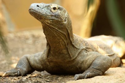 Adopt A Komodo Dragon