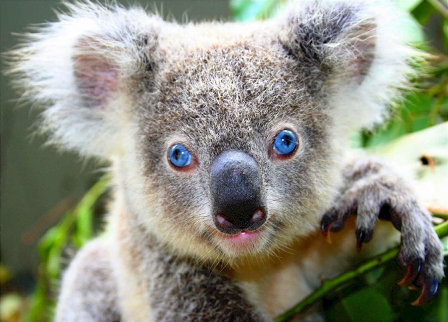 Adopt A Koala