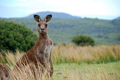 Adopt A Kangaroo
