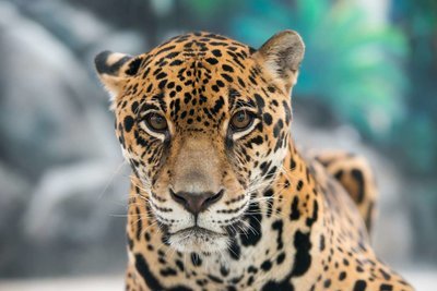 Adopt A Jaguar
