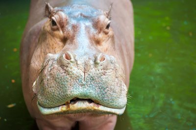 Adopt A Hippopotamus