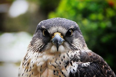 Adopt A Hawk