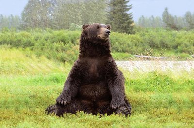 Adopt A Grizzly Bear