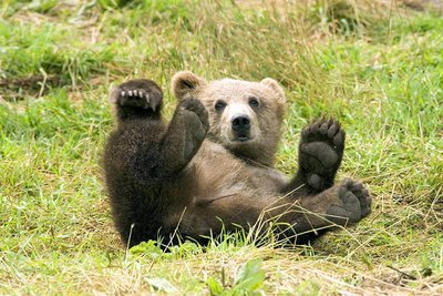 Adopt A Brown Bear