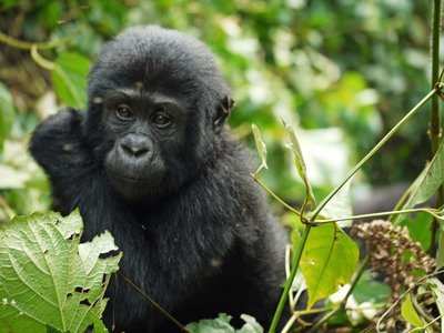 Adopt A Gorilla