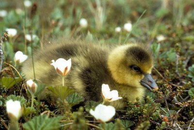 Adopt A Goose