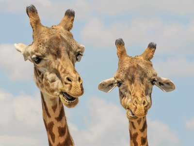Adopt A Giraffe