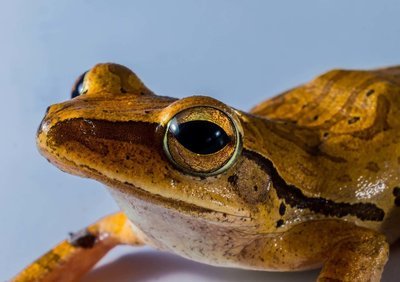 Adopt A Frog