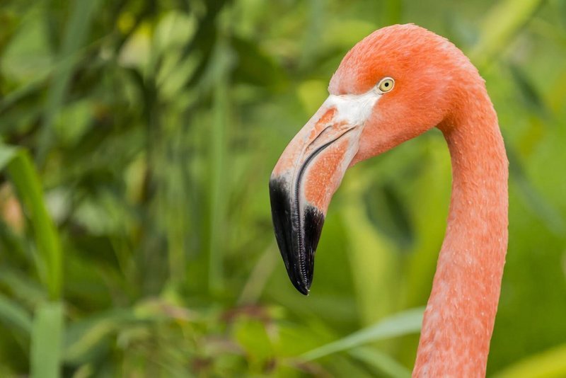 Adopt A Flamingo