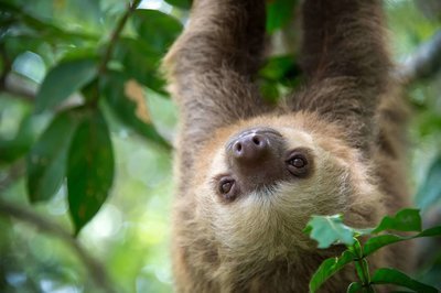 Adopt A Two-Toed Sloth