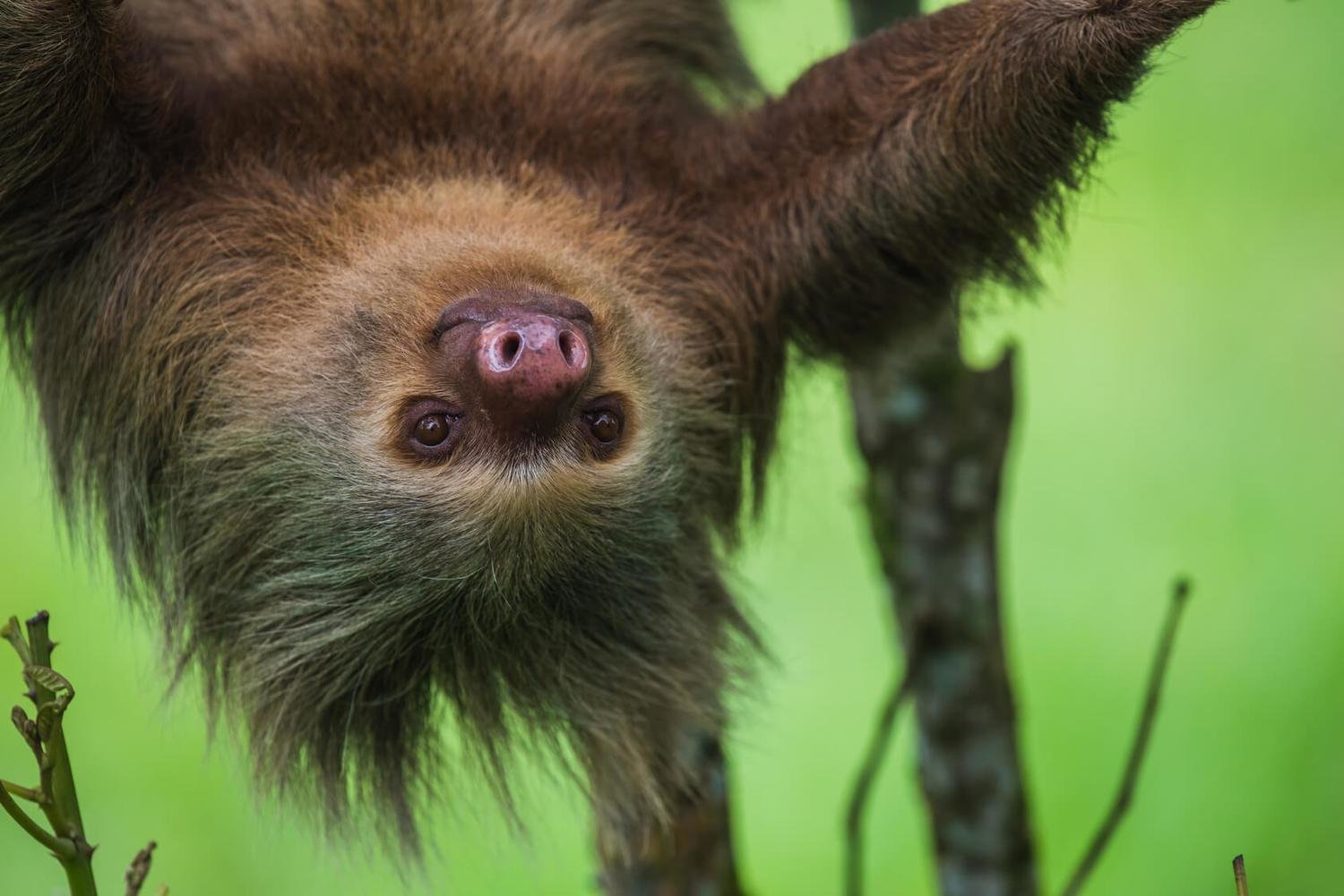 Adopt A Three-Toed Sloth