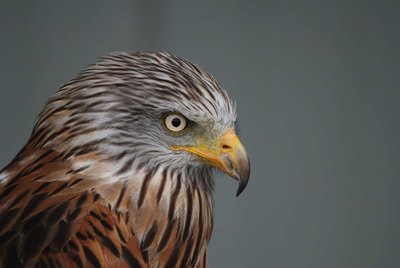 Adopt A Falcon