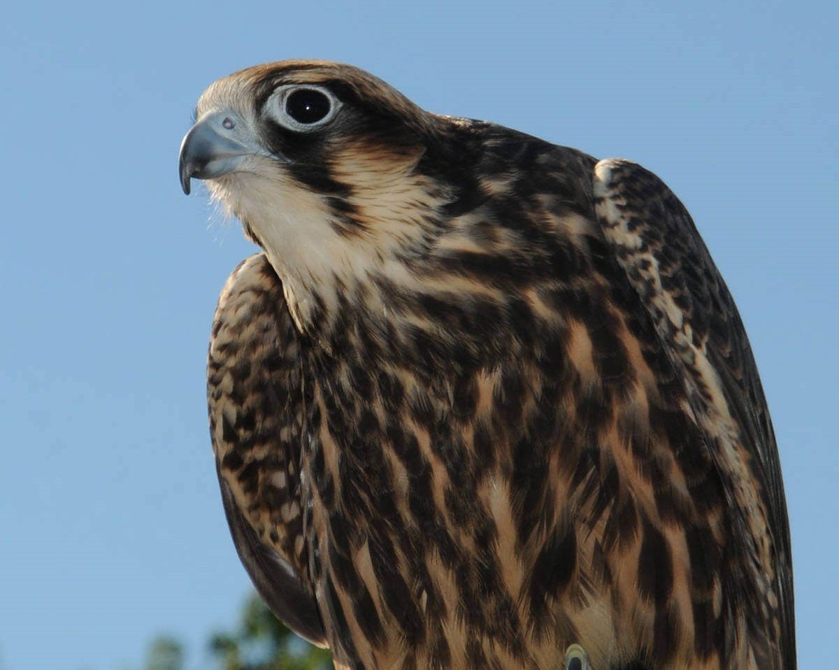 Adopt A Peregrine Falcon