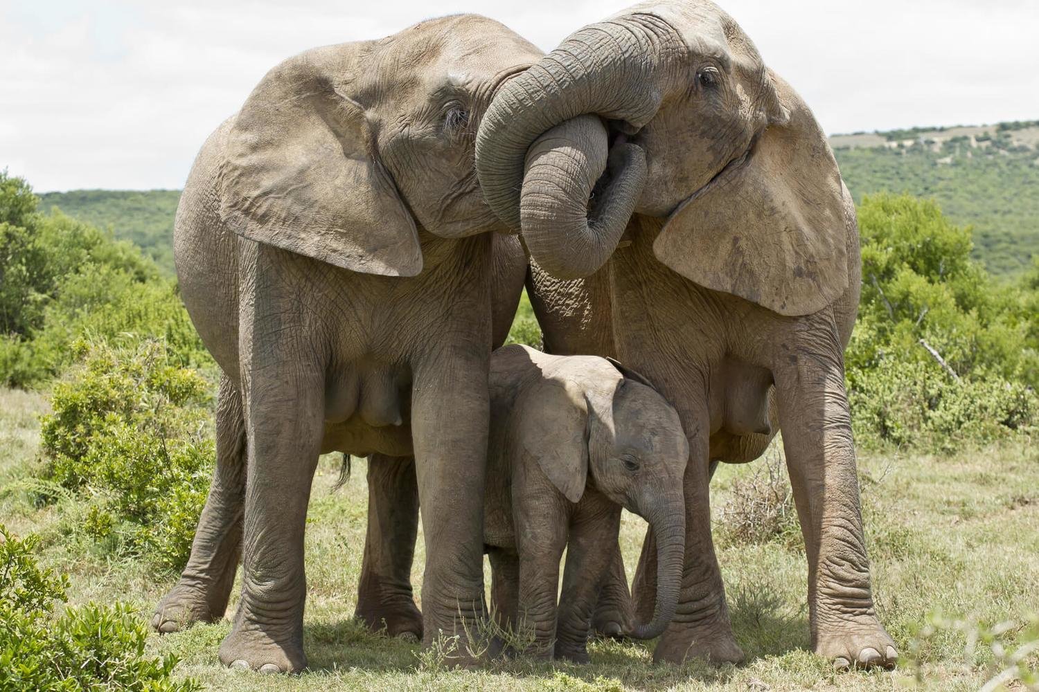 Adopt An Elephant