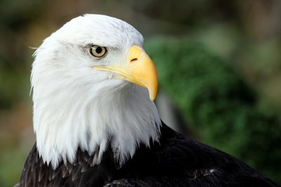 Adopt An Eagle