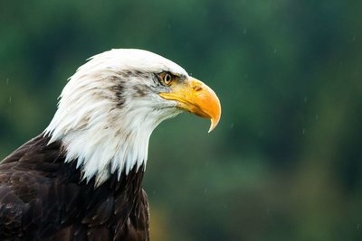 Adopt A Bald Eagle