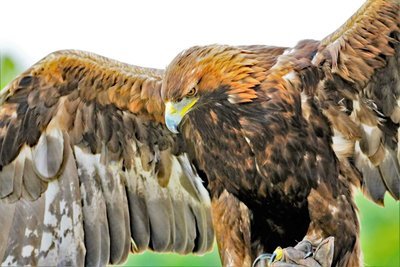 Adopt A Golden Eagle