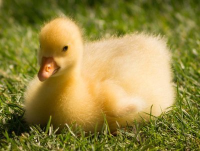 Adopt A Duck