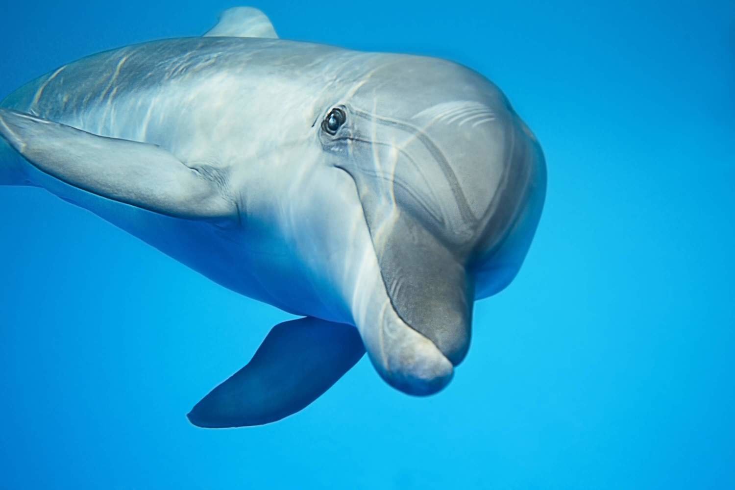 Adopt A Dolphin