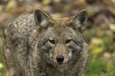 Adopt A Coyote
