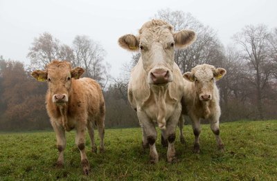 Adopt A Cow