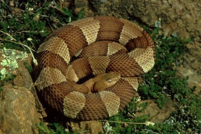 Adopt A Copperhead Snake