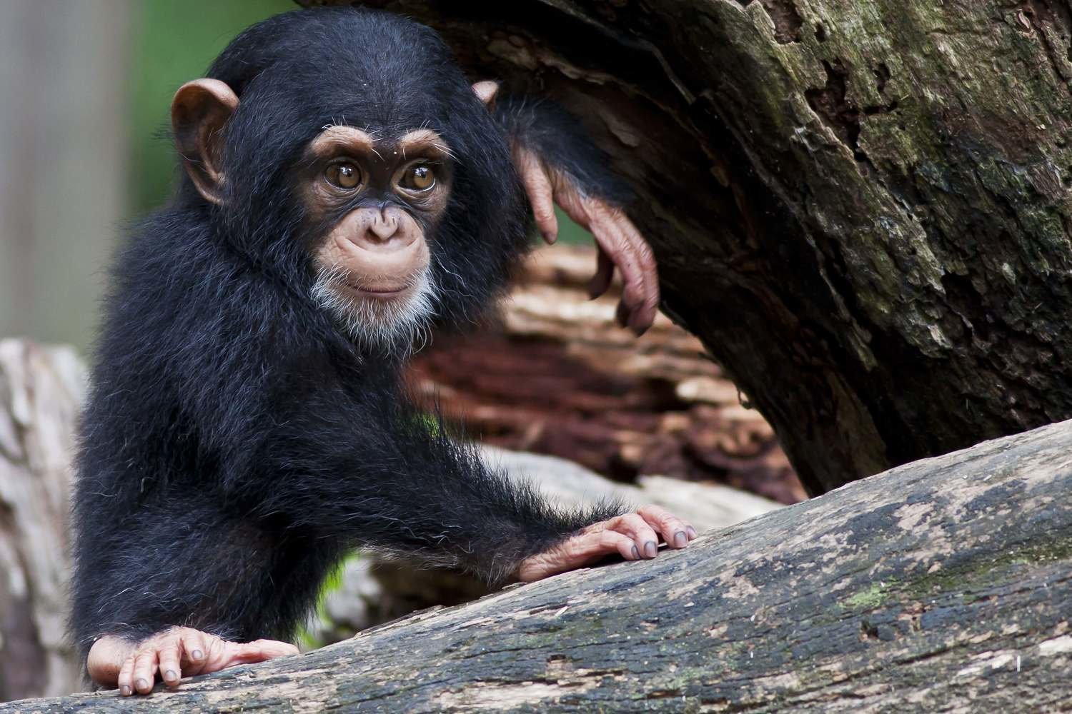 Adopt A Chimpanzee