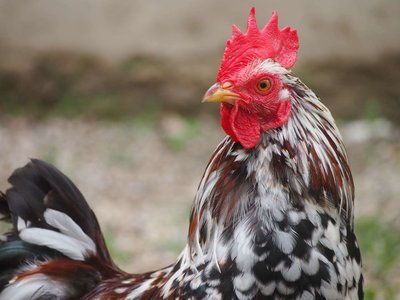 Adopt A Chicken
