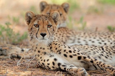 Adopt A Cheetah