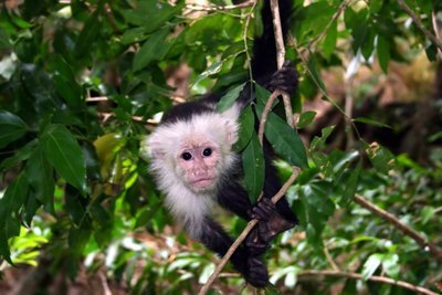 Adopt A Capuchin
